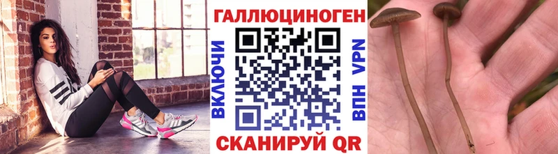 Псилоцибиновые грибы Psilocybine cubensis  Купить  Темников 